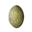 Crocodile Egg