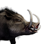 Greater Boar