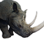 Rhinoceros