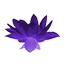 Purple Lotus Flower