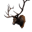 Elk Trophy