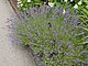 Longwood Gardens Pennsylvania 176.jpg