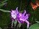 Longwood Gardens Pennsylvania 47.jpg