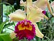 Longwood Gardens Pennsylvania 53.jpg