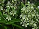 Longwood Gardens Pennsylvania 55.jpg