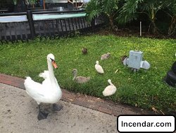 Florida man arrested for kicking swans at Lake Eola while practicing karate