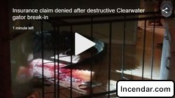 Insurance claim denied after destructive Clearwater 11-feet gator break-in