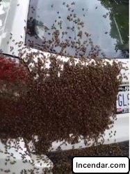 Florida homeowner has some regrets after killing thousands of swarming honeybees