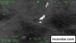 Video: Deputies saddle fleeing suspect with the help of horse trio in hot pursuit